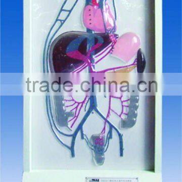 medicine biology electric model