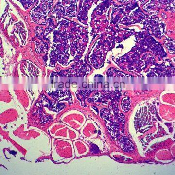 Zoology Animal Histology Prepared Slides for Microscopes photo-5
