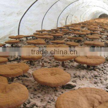 Reishi Mushroom Extract 10% ~ 30% Polysaccharides