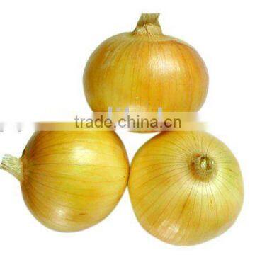 yellow onion