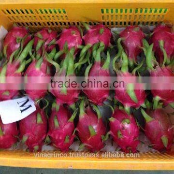 Vietnam white flesh dragon fruit