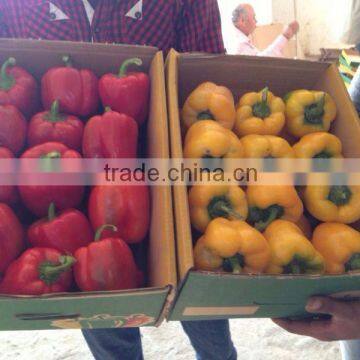 capsicum