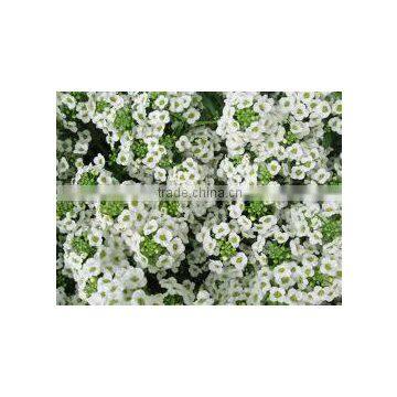 Lobularia maritima (Sweet Alyssum)