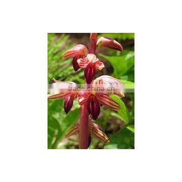 Coral Root