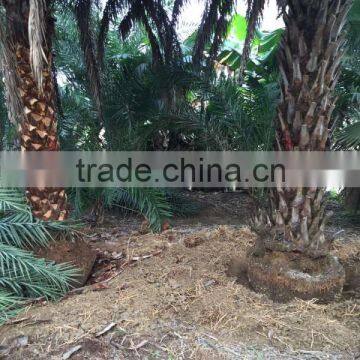 Large Date Palm Tree