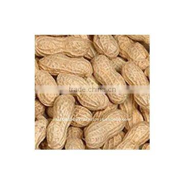 peanut in shell
