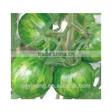 Mid-early Maturity High Resistant Hybrid Green Tomato Seeds Green Ball F1 photo-2