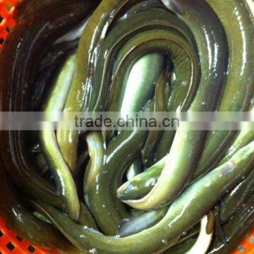 Live Eel (anguilla Rostrata) photo-3