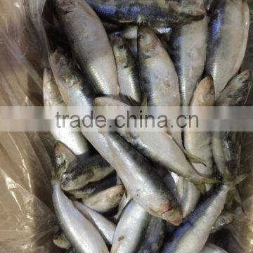 Sardine photo-4