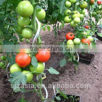 7mm*1.8m Galvanized Tomato Spiral photo-3