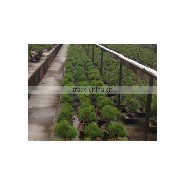 High Quality and a Heart Feels Relaxed Bonsai Tree Sale Tree at Custom Tailoring photo-6