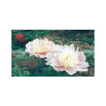 Herbaceous Peony Plant Root Chun Hong Jiao Yan