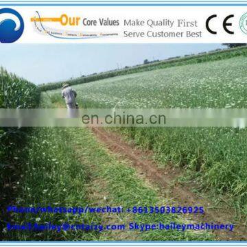 Best Price Selling of Leek/New Harvested Fresh Leek photo-4