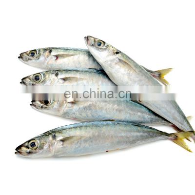 frozen round scad fish layang scad muroaji Decapterus macrosoma