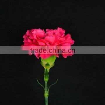 Fresh color Bett carnation flowers with natural