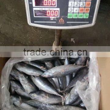 FAO 61 China Frozen Bonito Tuna Fish and Auxis Thazard