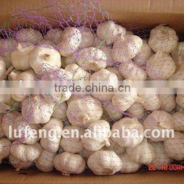 china cheap garlic