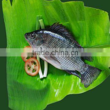 High quality frozen tilapia whole round 800g+