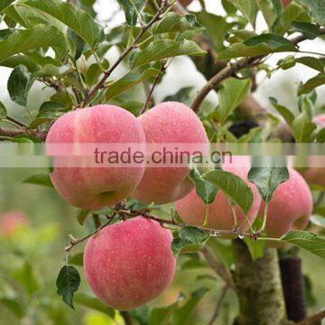 fresh apples, plums, cherries