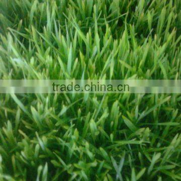 New Functional Automatic -animal Fodder Sprouting Mahine -barley/wheat/meize/seedling Bean Sprout Machine photo-2