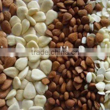 Best Sale for Apricot Kernel With Different Type photo-6