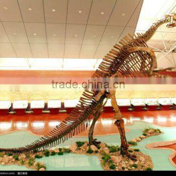 VGS-213 New 2014 Zigong High quality Fiberglass Dinosaur Skeletons Model