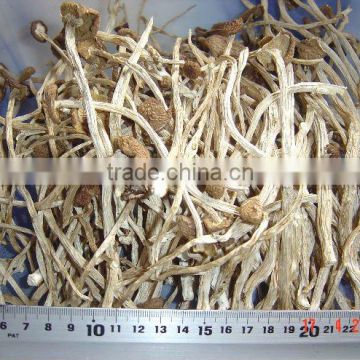 Dried Agrocybe Aegerita Mushrooms