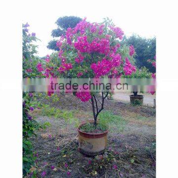 Bougainvillea for freeway landscape