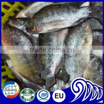 300-400g WR Frozen Tilapia Fish