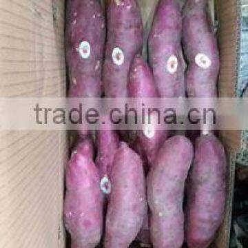 FROZEN SWEET POTATO WITH BEST QUALITY