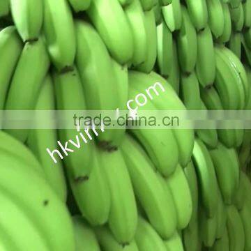 Fresh Cavendish Banana Best Quality and Price