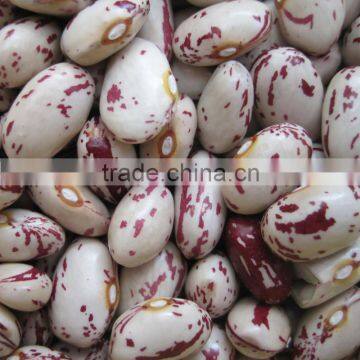 Crop 2016 Kidney Beans, LKSB Round Shape