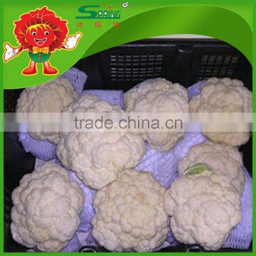 pickled cauliflower high quality wholesale cauliflower bulk broccoli