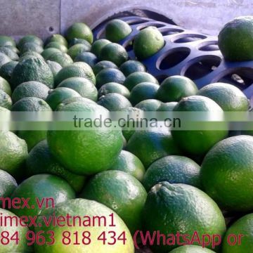 Lemon viet nam and best price