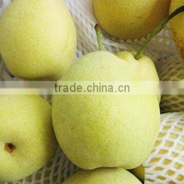 fresh shandong pear from China