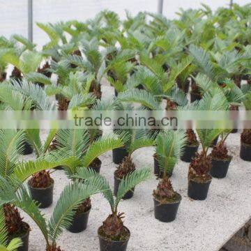 Indoor mini natural plants Cycas revoluta