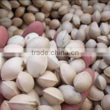 fresh hot sale Ginkgo Nut in shell