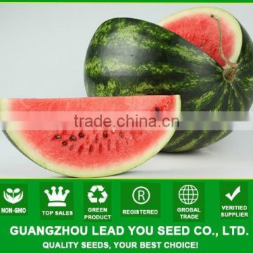 MW13 Yuanhua newly round watermelon seeds, watermelon hybrid seeds f1