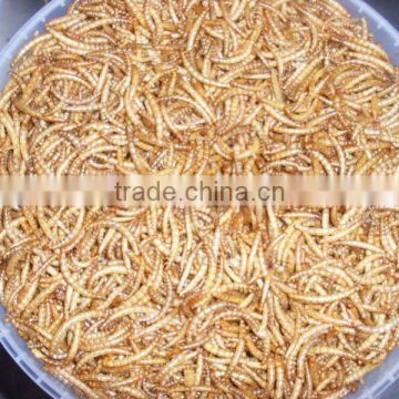 dried mealworm bird food&aquarium fish food