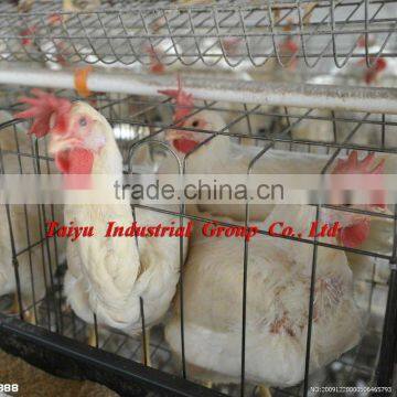 layer poultry cages for Nigeria/africa