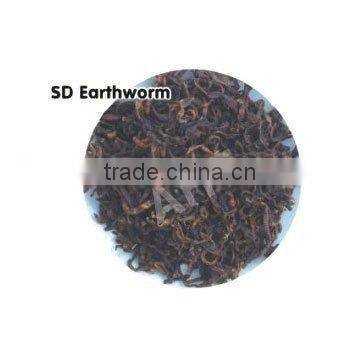 Sun Dried Earthworm