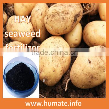 Natural Kelp Source Seaweed Extract/seaweed extract fertilizer/flake seaweed extract