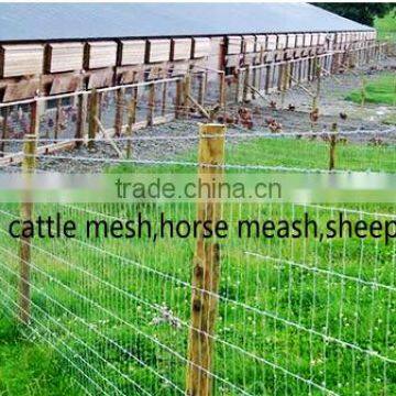 Wire mesh fence for cattle,horse, sheep,poutry and other animal and poutry(Mesh fence-W)