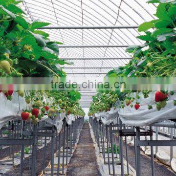 Large pe Film Greenhosue Hot-dip Galvanized Steel Apple Greenhouse photo-4