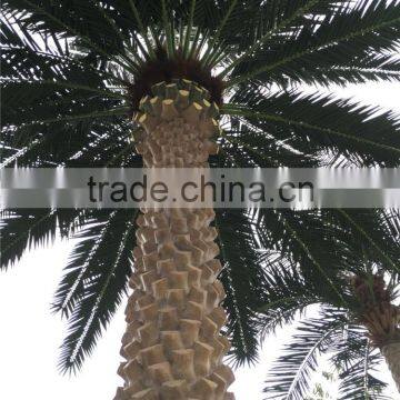 CHY020935 Guangzhou Factory Landscaping Decorative Giant Large Plam Tree photo-2