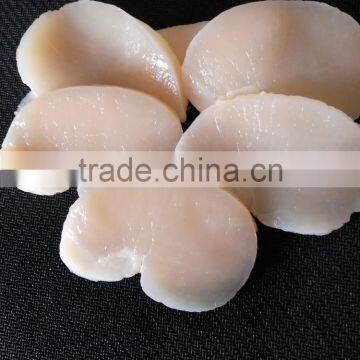 Frozen Scallop High Quality Pen Scallop for Sale