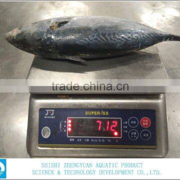 China Export Frozen Bonito Tuna 700+ photo-3