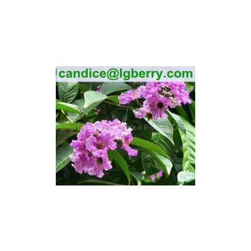 100% Natural Banaba Leaf Extract Corosolic Acid for Nutritional Supplement
