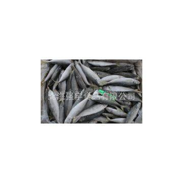 Frozen Blue Scad Whole Round photo-2