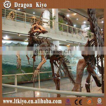 Life Size Museum Quality Dinosaur Skeleton for Exhibition photo-2